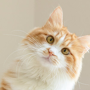 升降货梯载人如何处理掉违章_货车违法载人处罚标准_货车违规载人罚款金额