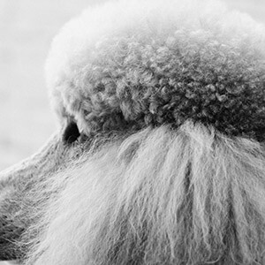 升降货梯载人如何处理掉违章_货车违法载人处罚标准_货车违规载人罚款金额